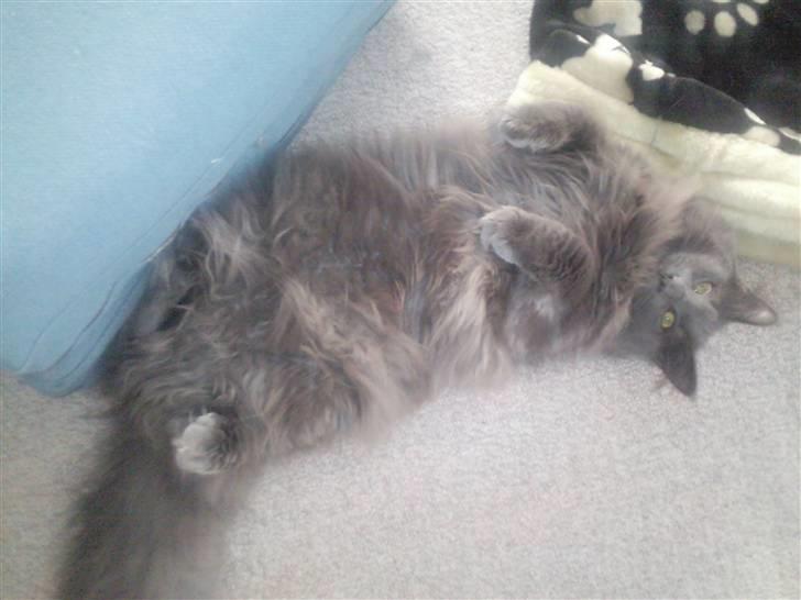 Maine Coon Casper billede 4