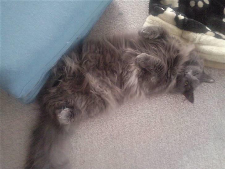 Maine Coon Casper billede 5