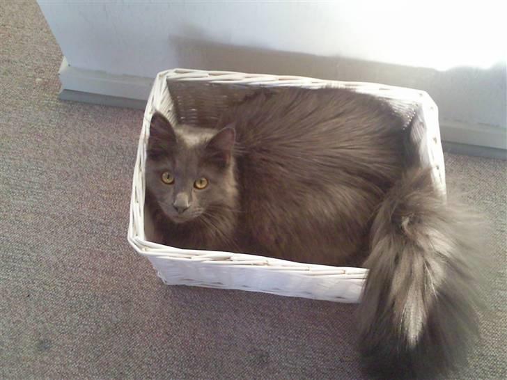 Maine Coon Casper billede 6