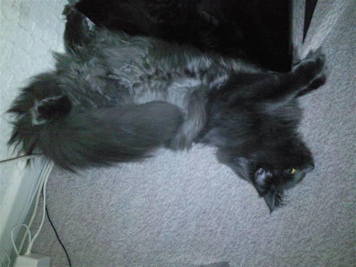 Maine Coon Casper billede 7