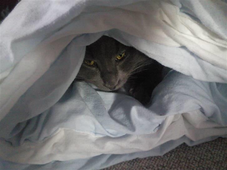 Maine Coon Casper billede 8