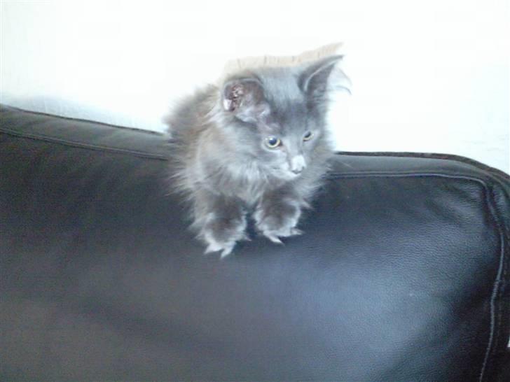 Maine Coon Casper billede 9