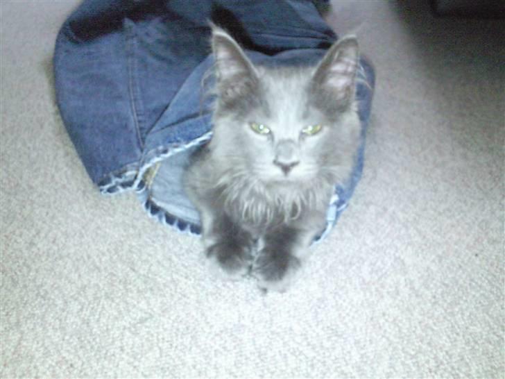 Maine Coon Casper billede 11