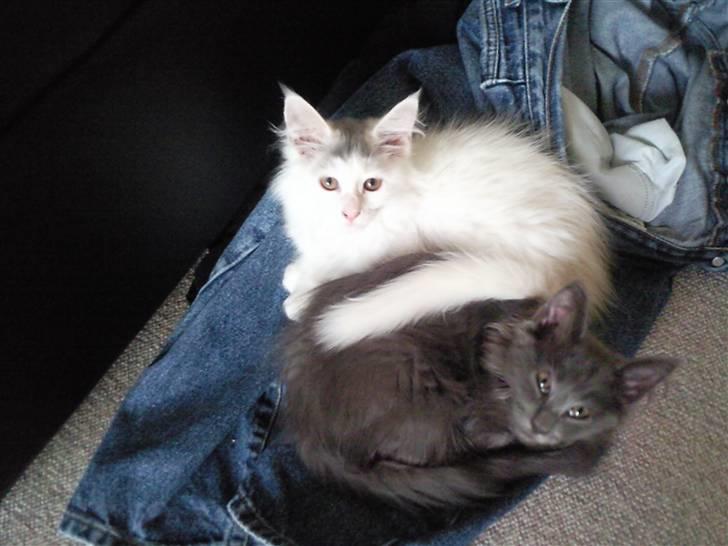 Maine Coon Casper billede 12