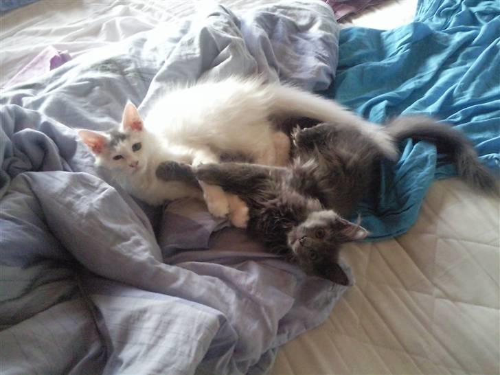 Maine Coon Casper billede 13