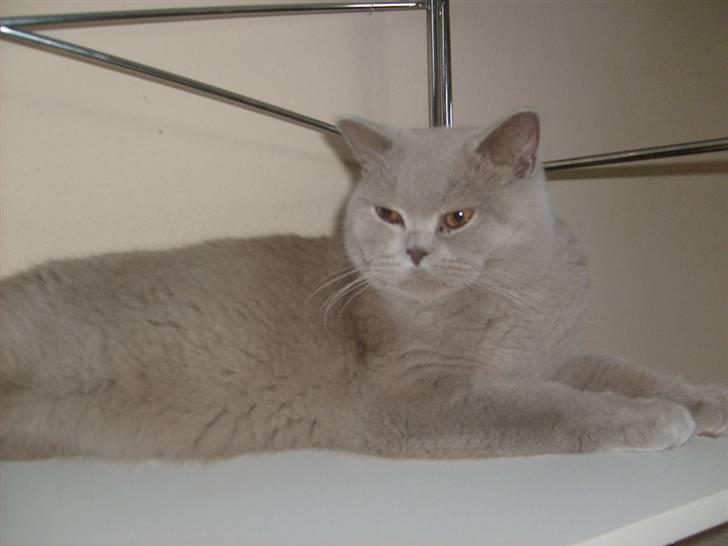 British Shorthair midas - midas kigger til den anden side billede 8