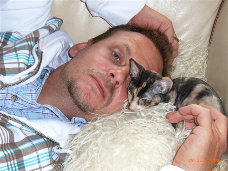 Cornish Rex Karnie billede 6