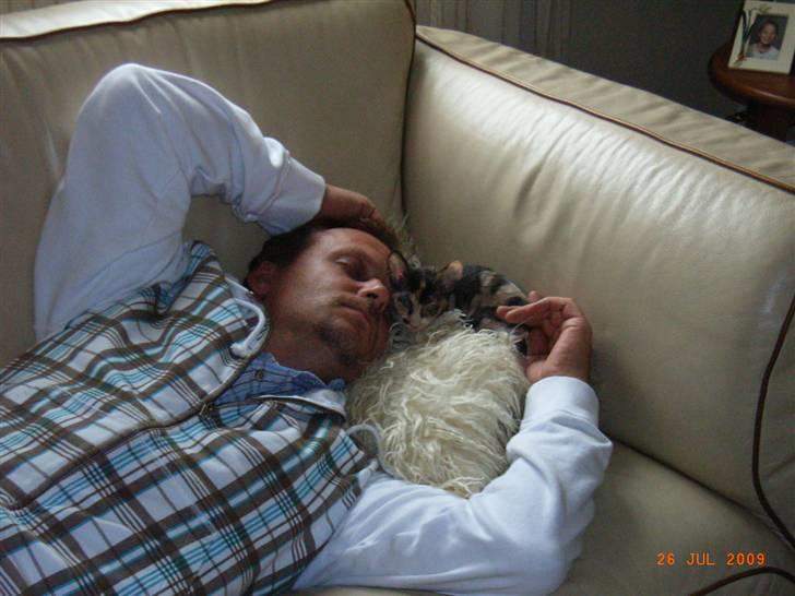 Cornish Rex Karnie billede 7