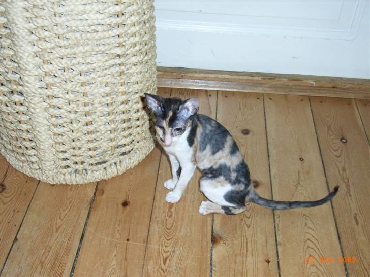 Cornish Rex Karnie billede 8