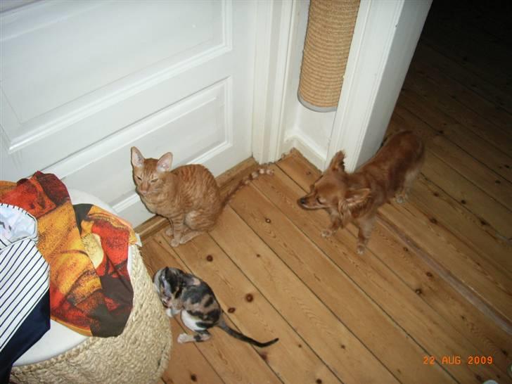 Cornish Rex Karnie billede 9