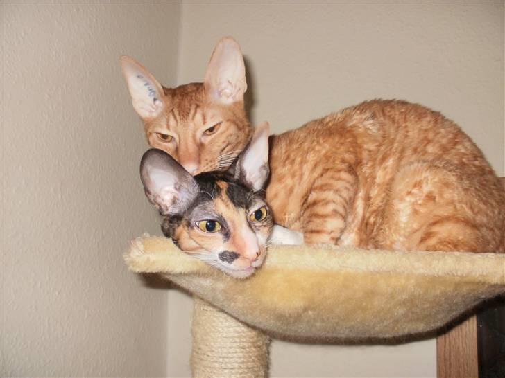 Cornish Rex Karnie billede 10