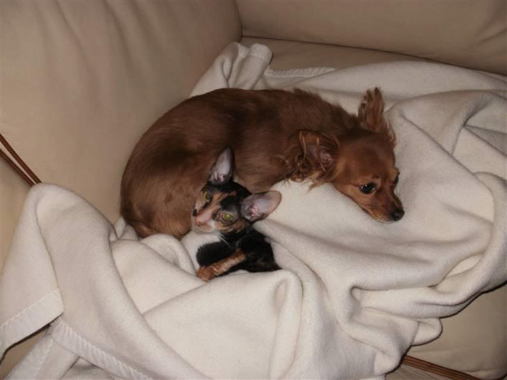 Cornish Rex Karnie billede 11