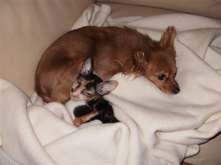 Cornish Rex Karnie billede 12