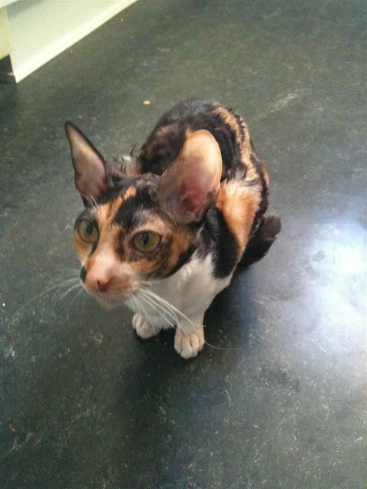 Cornish Rex Karnie billede 13
