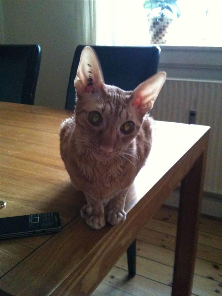 Cornish Rex Karnie billede 14