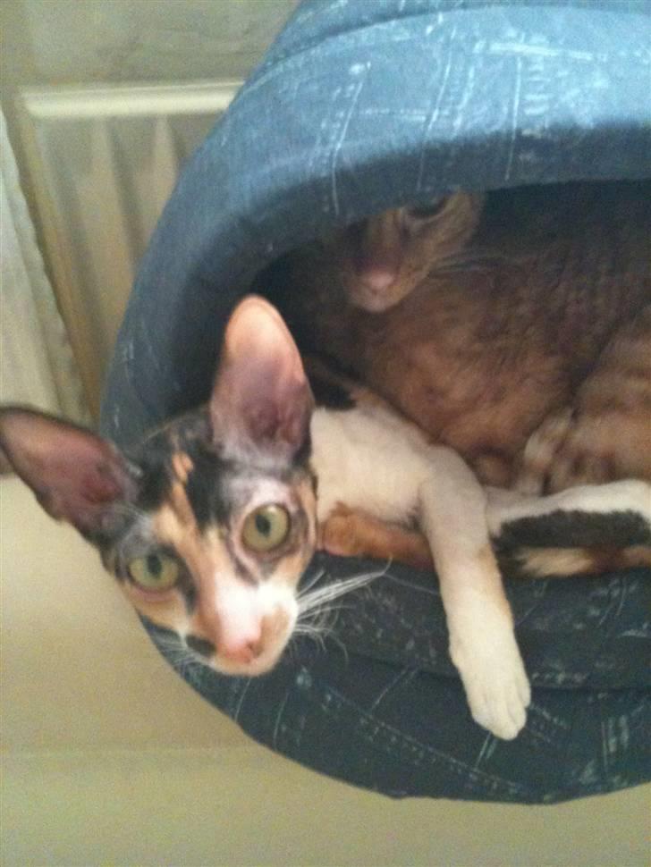 Cornish Rex Karnie billede 15