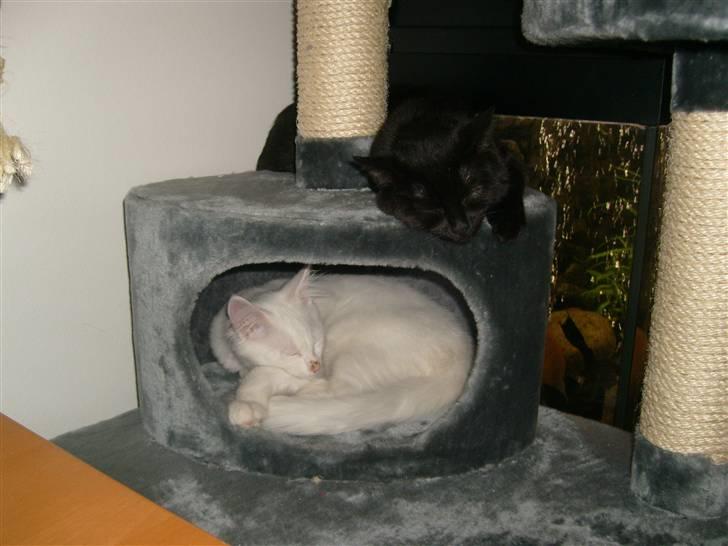 Maine Coon Simba billede 14