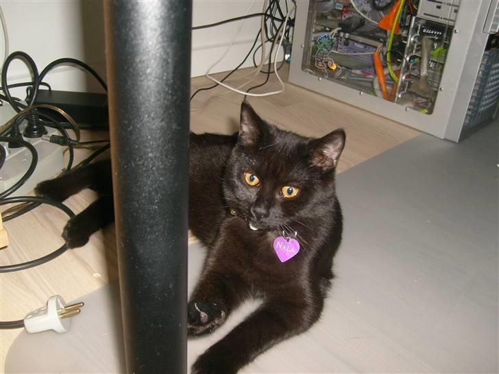 Huskat Nala billede 17