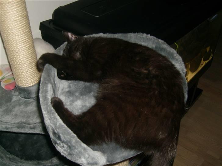 Huskat Nala billede 18