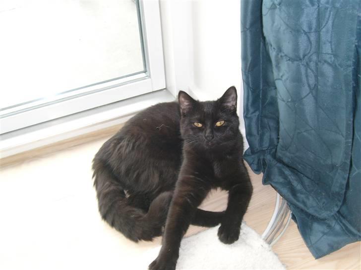 Huskat Nala billede 19