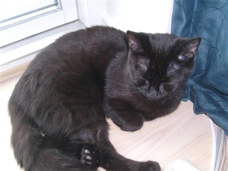 Huskat Nala billede 20