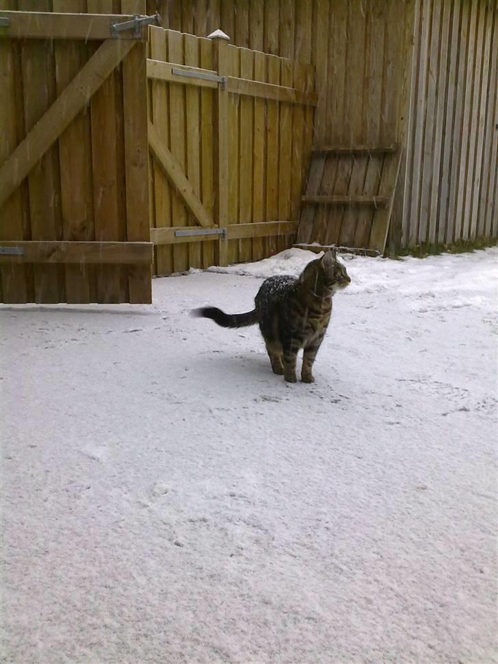 Blanding af racer Nala billede 17