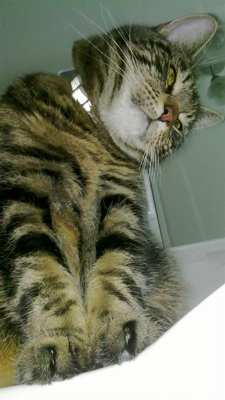 Blanding af racer Nala billede 18