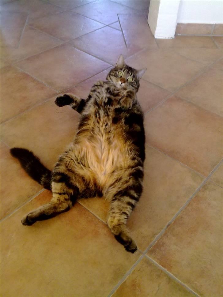 Blanding af racer Nala billede 19