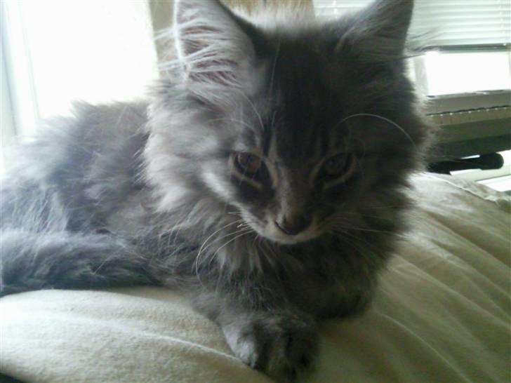 Maine Coon Romeo billede 1