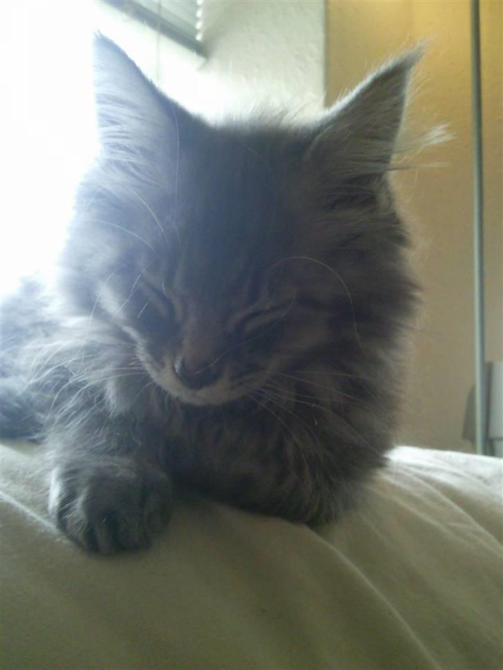 Maine Coon Romeo billede 4