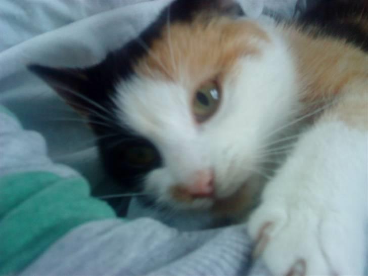 Blanding af racer Speedy billede 17