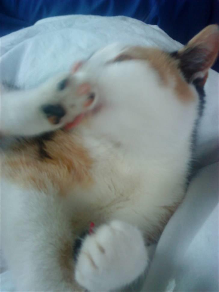 Blanding af racer Speedy billede 18