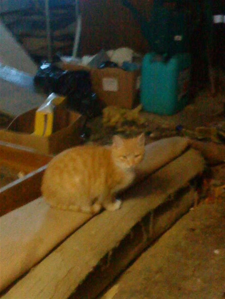 Huskat Basse billede 15