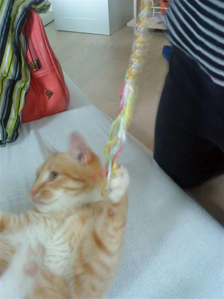 Huskat Basse billede 16