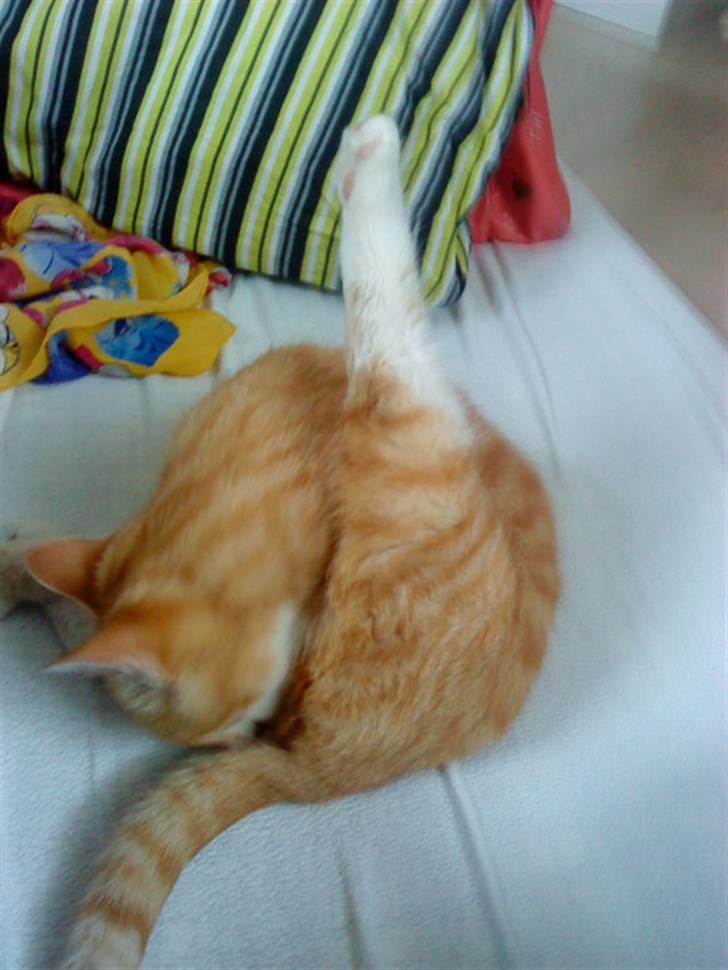 Huskat Basse billede 17