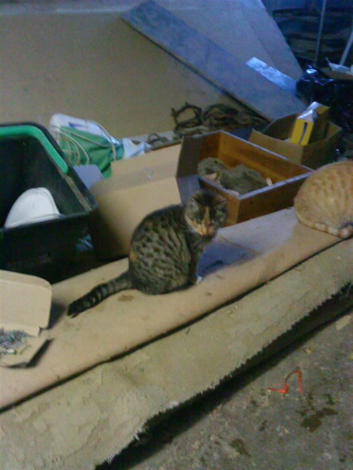 Blanding af racer Sorte R.I.P  billede 11