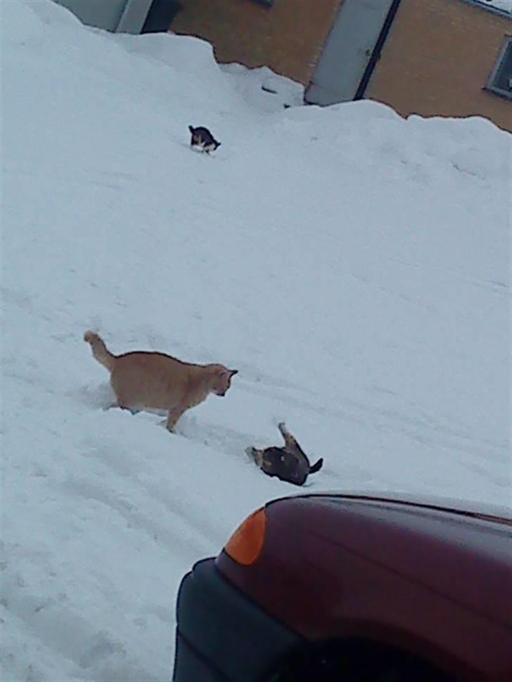 Blanding af racer Sorte R.I.P  billede 13