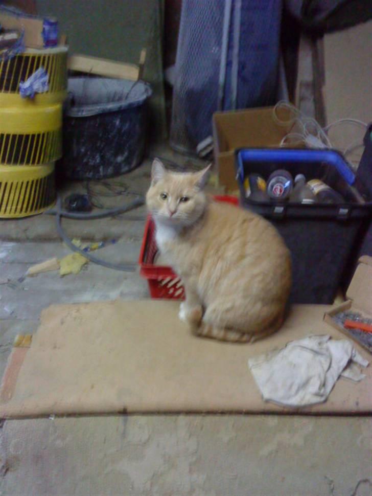 Huskat Mille/Missemor billede 10