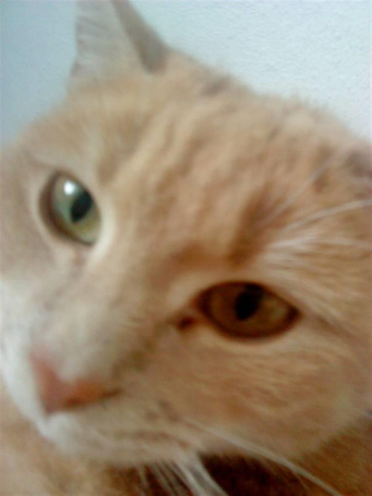 Huskat Mille/Missemor billede 12