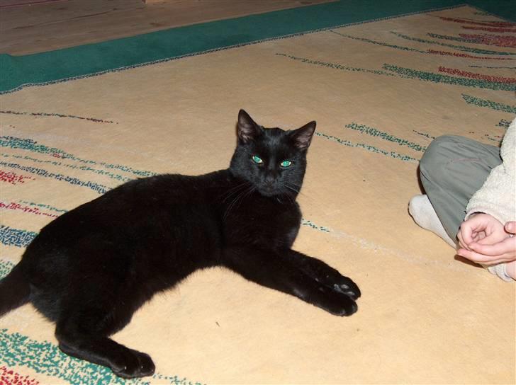 Huskat Felix (savnet siden 2009 :'(  ) - Velkommen til felix´s profil :) billede 1