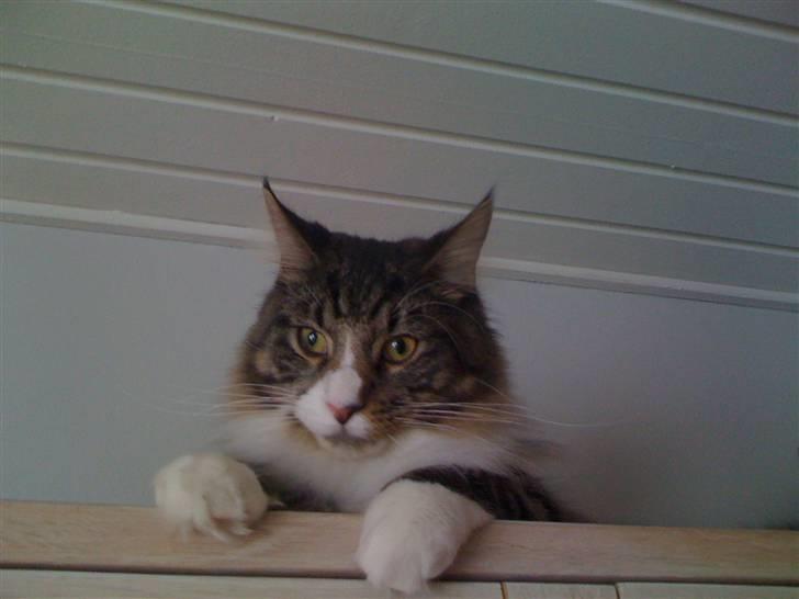 Maine Coon Simba billede 5