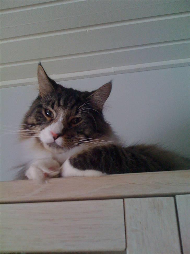 Maine Coon Simba billede 6