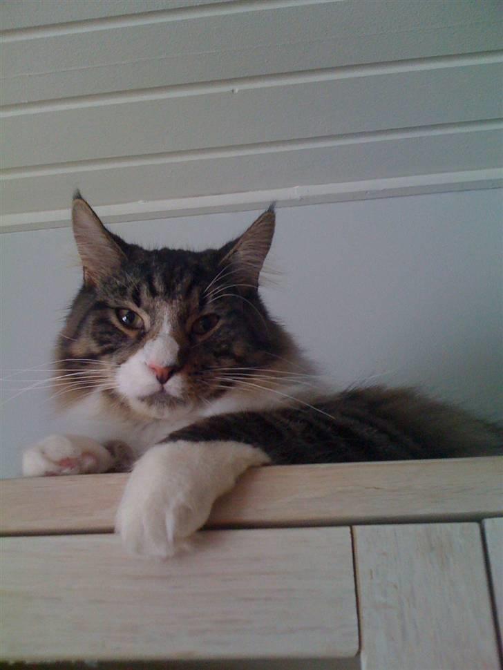 Maine Coon Simba billede 7