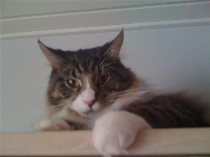 Maine Coon Simba billede 8