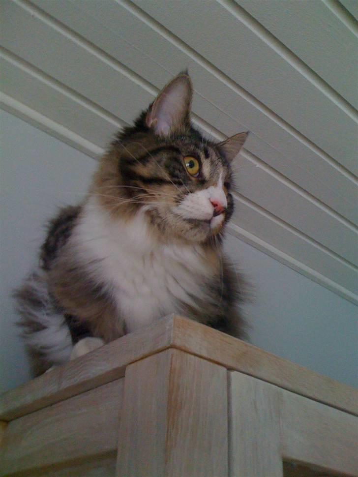 Maine Coon Simba billede 9