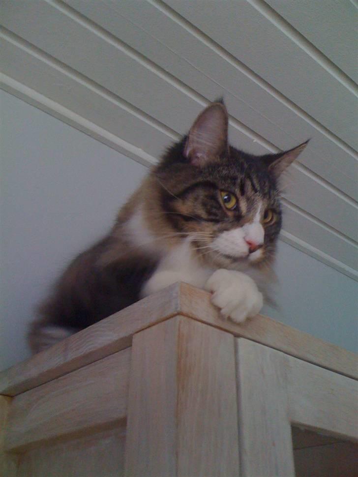 Maine Coon Simba billede 10