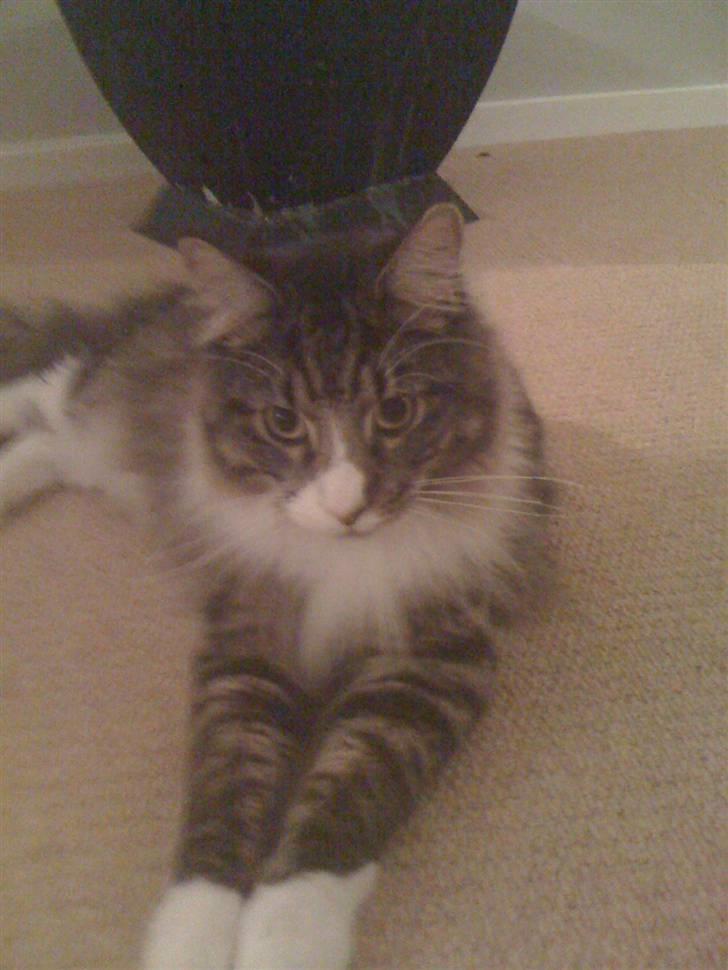 Maine Coon Simba billede 11