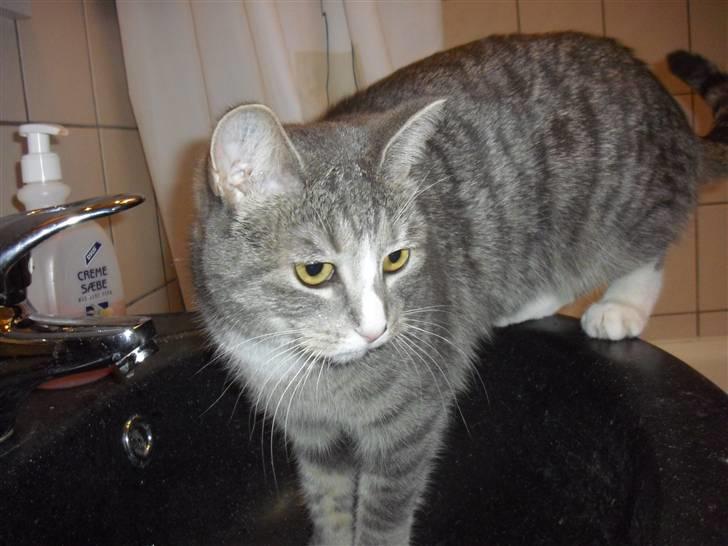 Huskat Chili billede 8