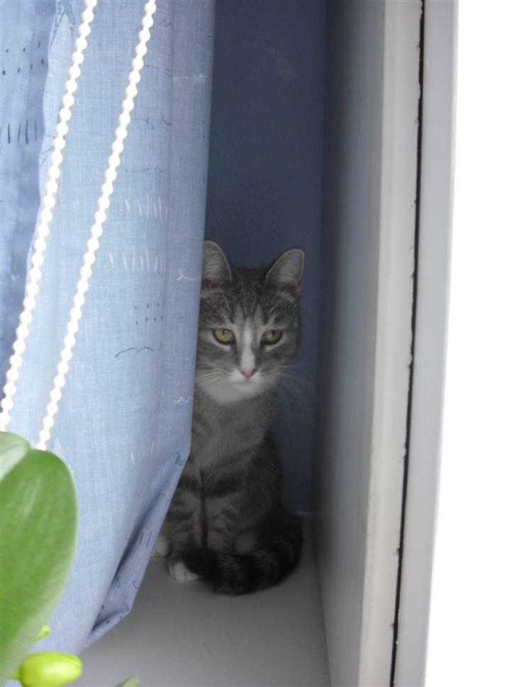 Huskat Chili billede 9