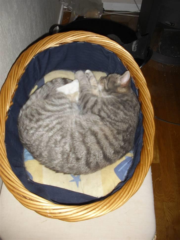 Huskat Chili billede 10